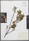 Foto von Salix waldsteiniana Willd.